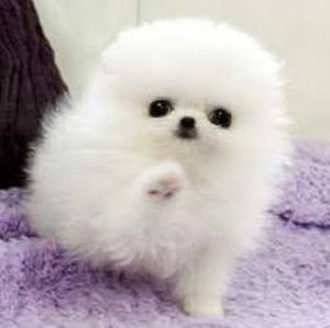 Meet your Posher, Andre